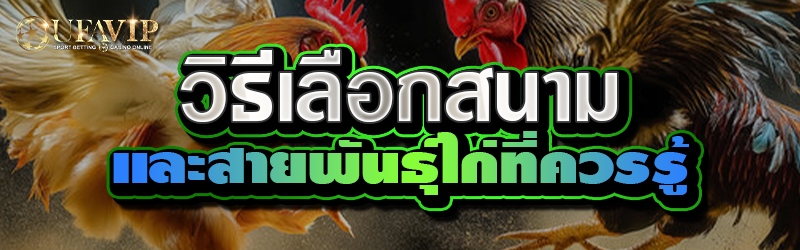 วิธีเลือกสนามและสายพันธุ์ไก่ที่ควรรู้